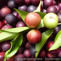 CamuCamu_Strauch_200x200_Rohkost_at