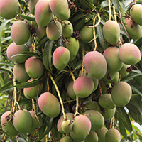 mango-pflanze